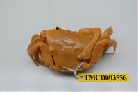 藏品(拉氏清溪蟹)的圖片
